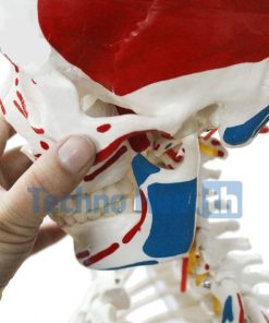 Human Skeleton with Ligaments - Actual Size 5 Human skeleton 3d