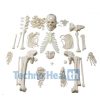 Anatomical Bone Models for Orthopaedic 13 Anatomical Bone models for orthopaedic