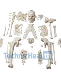 Anatomical Bone models for orthopaedic