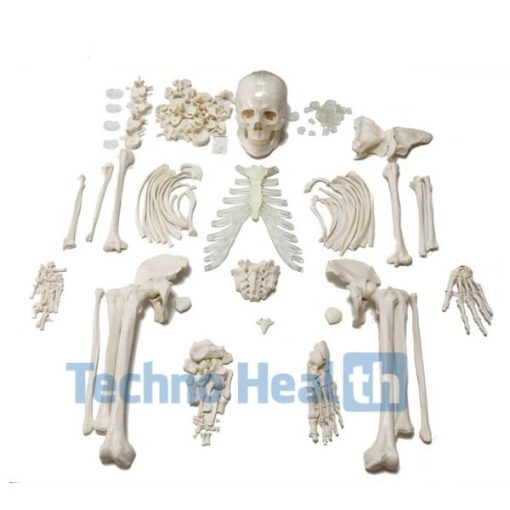 Anatomical Bone models for orthopaedic