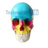 Human Skull Anatomy Interactive 3d Model for Medical Students 10 Human skull anatomy interactive 3d model