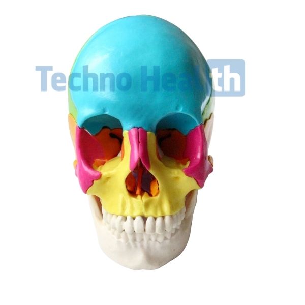 Human Skull Anatomy Interactive 3d Model for Medical Students 1 Human skull anatomy interactive 3d model
