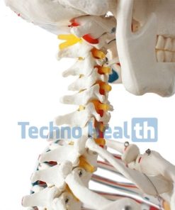 Human Skeleton with Ligaments - Actual Size 6 Human skeleton 3d