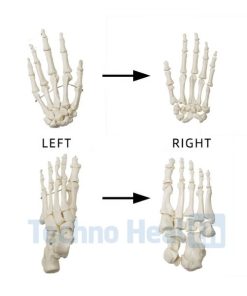 Anatomical Bone Models for Orthopaedic 9 Anatomical Bone models for orthopaedic