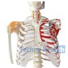 Human Skeleton with Ligaments - Actual Size 13 Real skeleton of human body price in BD