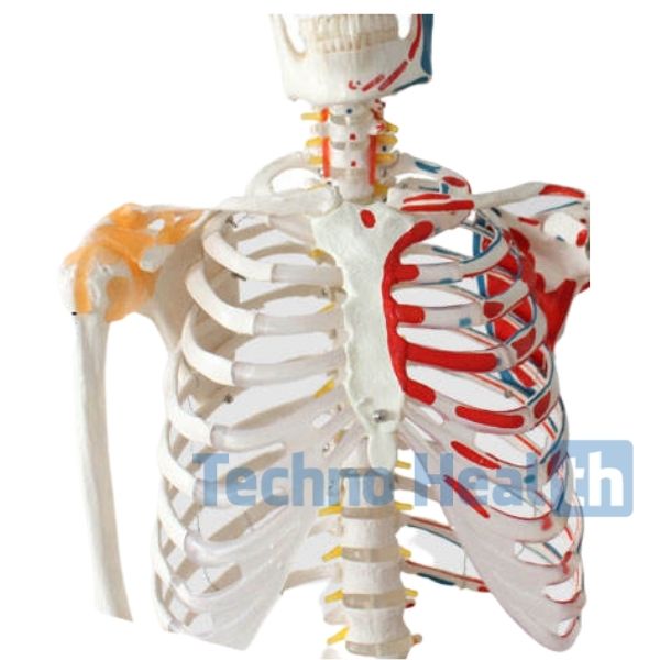 Human Skeleton with Ligaments - Actual Size 1 Real skeleton of human body price in BD