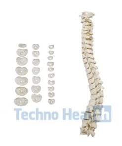 Anatomical Bone Models for Orthopaedic 10 Anatomical Bone models for orthopaedic