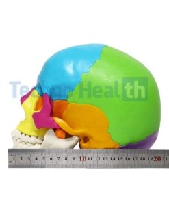 Human Skull Anatomy Interactive 3d Model for Medical Students 10 Human skull anatomy interactive 3d model