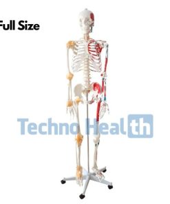 Human Skeleton with Ligaments - Actual Size 7 Human skeleton 3d