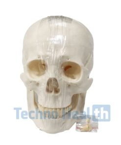 Anatomical Bone Models for Orthopaedic 11 Anatomical Bone models for orthopaedic