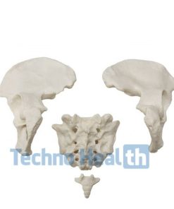 Anatomical Bone Models for Orthopedic 11 Anatomical Bone models for orthopaedic