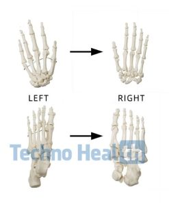 Anatomical Bone Models for Orthopedic 9 Anatomical Bone models for orthopaedic