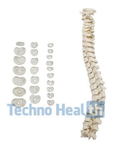 Anatomical Bone Models for Orthopedic 8 Anatomical Bone models for orthopaedic