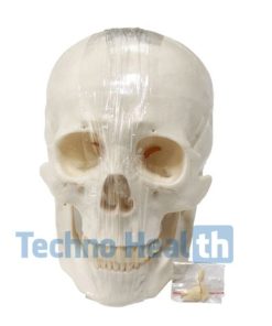 Anatomical Bone Models for Orthopedic 7 Anatomical Bone models for orthopaedic