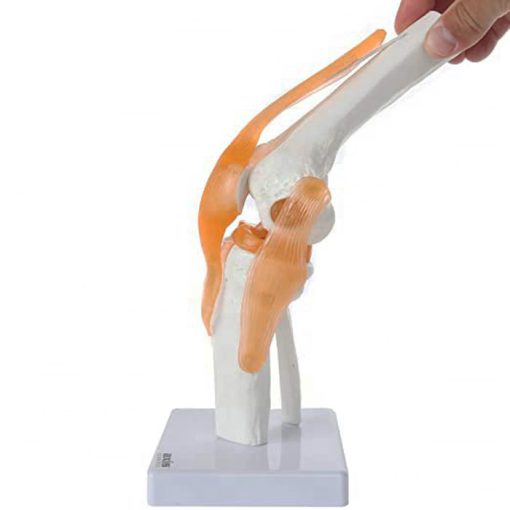 Knee Model with Ligaments Price in BD