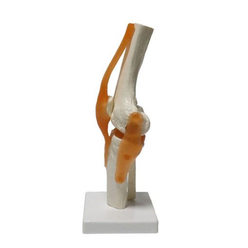 Knee Joint Human Skeletal Anatomy Model in BD