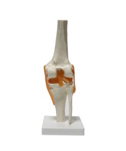 Knee Joint Anatomy Model 3D 5 Knee Model with Ligaments Price in BD b2 2 1