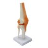 Knee Joint Anatomy Model 3D 13 Knee Joint Anatomy Model 3D Price in BD