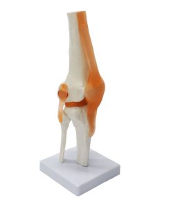 Knee Joint Anatomy Model 3D Price in BD