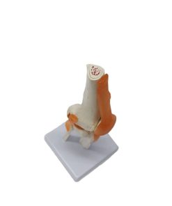 Knee Joint Anatomy Model 3D 7 Knee Model with Ligaments Price in BD
