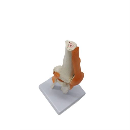 Knee Joint Anatomy 3d Model Price in BD