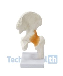 Six Major Human Joints Medical Skeleton Model with Ligaments 7 Six Major Human Joints Medical Skeleton Model with ligaments