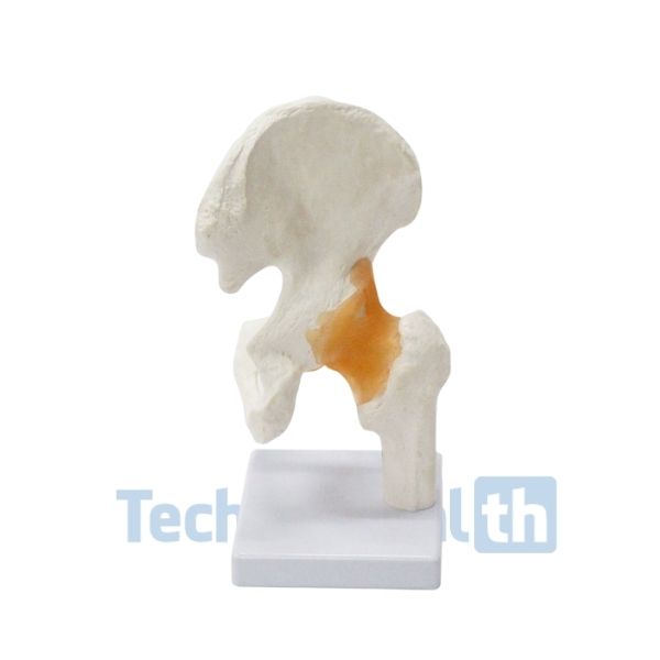 Six Major Human Joints Medical Skeleton Model with Ligaments 2 Six Major Human Joints Medical Skeleton Model with ligaments