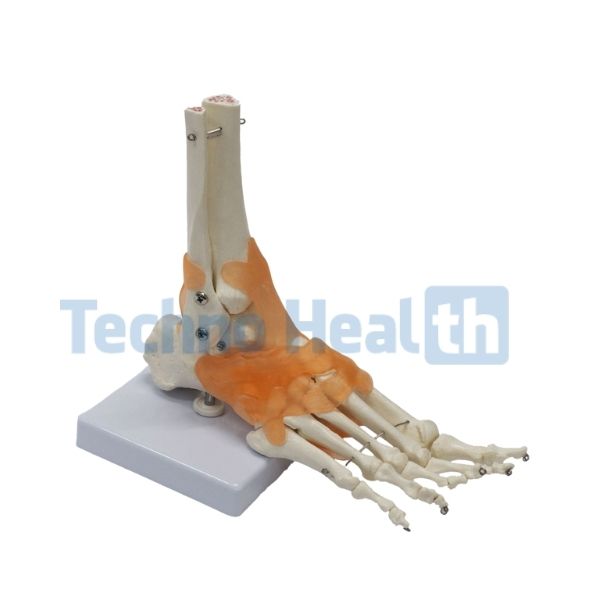 Six Major Human Joints Medical Skeleton Model with Ligaments 5 Six Major Human Joints Medical Skeleton Model with ligaments