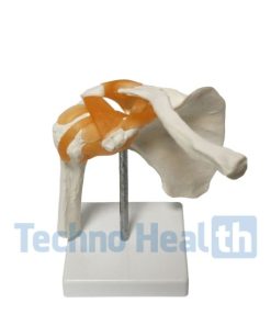 Six Major Human Joints Medical Skeleton Model with Ligaments 11 Six Major Human Joints Medical Skeleton Model with ligaments