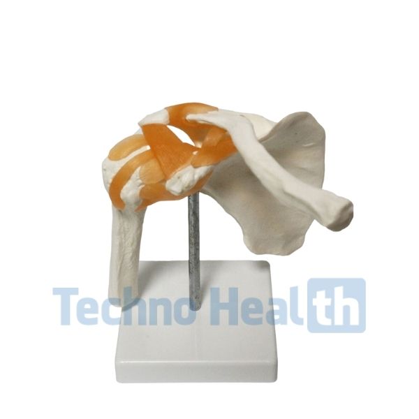 Six Major Human Joints Medical Skeleton Model with Ligaments 6 Six Major Human Joints Medical Skeleton Model with ligaments