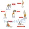 Six Major Human Joints Medical Skeleton Model with Ligaments 12 Six Major Human Joints Medical Skeleton Model with ligaments