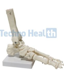 Six Major Human Joints Medical Skeleton Model with Ligaments 9 Six Major Human Joints Medical Skeleton Model with ligaments