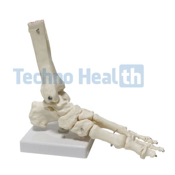 Six Major Human Joints Medical Skeleton Model with Ligaments 4 Six Major Human Joints Medical Skeleton Model with ligaments