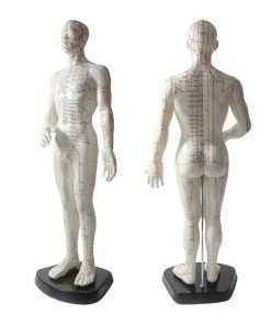 Male Acupuncture Model Ι Educational Acupuncture Point Model 7 Acupuncture Point Model Price in Bangladesh