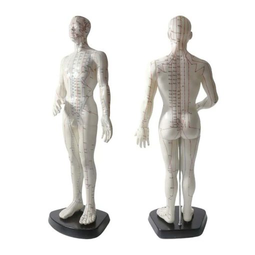Acupuncture Point Model Price in Bangladesh