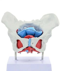 Female Pelvic Anatomy Model 4 Best Female Pelvic Anatomy Model Price in Bangladesh