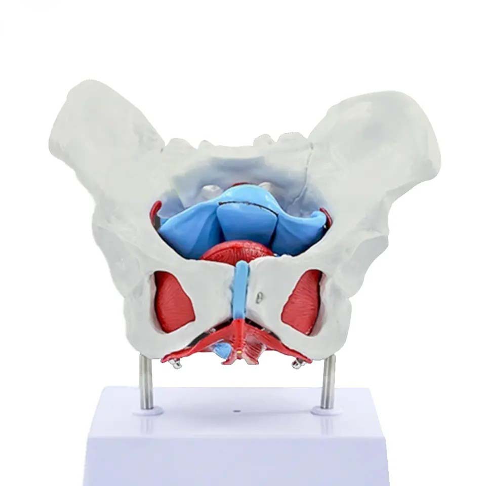 Female Pelvic Anatomy Model - Techno Health