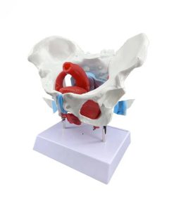 Female Pelvic Anatomy Model 5 Best Female Pelvic Anatomy Model Price in Bangladesh