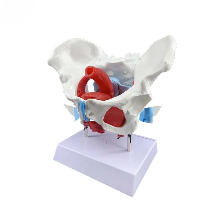 Female Pelvic Anatomy Model - Techno Health