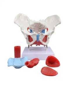 Best Female Pelvic Anatomy Model Price in Bangladesh