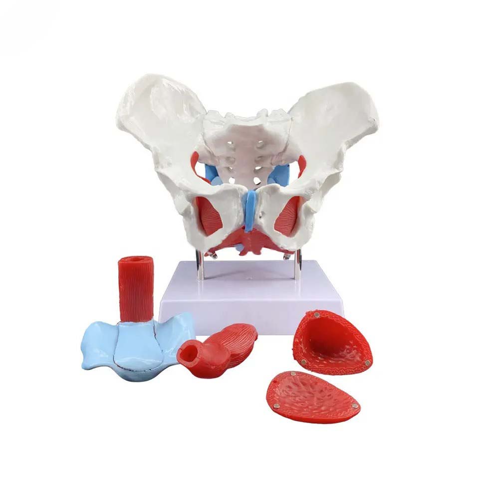 Female Pelvic Anatomy Model - Techno Health