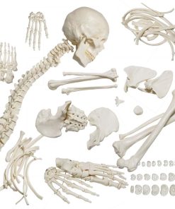 Bone Set Price in Bangladesh 7 Bone Set Price in Bangladesh