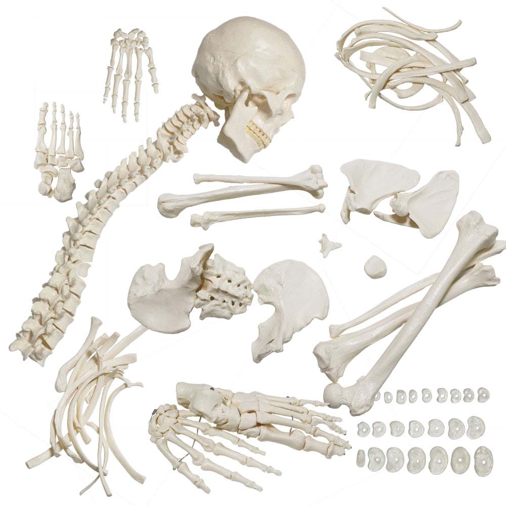 Bone Set Price in Bangladesh