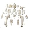 Bone Set Price in Bangladesh 7 Bone Set Price in Bangladesh