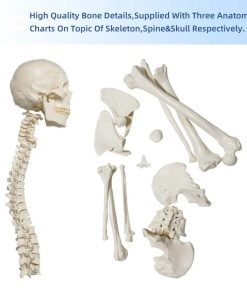 Bone Set Price in Bangladesh 5 Bone Set Price in Bangladesh