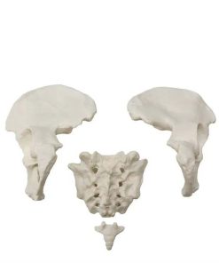 Bone Set Price in Bangladesh 6 Bone Set Price in Bangladesh