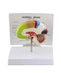 Buy Educational Colored Brain Model in Bangladesh