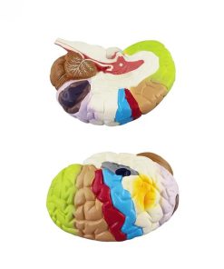 Colored Brain Model Ι Educational Brain Anatomy Model 6 Buy Educational Colored Brain Model in Bangladesh