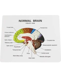Colored Brain Model Ι Educational Brain Anatomy Model 7 Buy Educational Colored Brain Model in Bangladesh