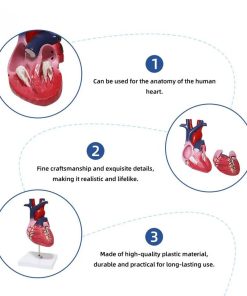 Educational Human Heart 3D Model Ι 2 Parts Anatomical Heart Model 6 Educational Human Heart 3D Model Price in Bangladesh